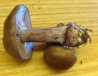 Purpurfleckender Klumpfuß, Foto 22