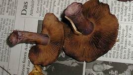 Purpurfleckender Klumpfuß, Foto 23