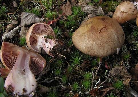 Purpurfüßiger Schleimkopf, Foto 2