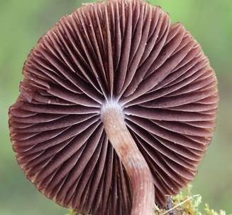 Purpurnbrauner Faserling, Foto 3
