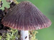 Purpurnbrauner Faserling, Foto 15