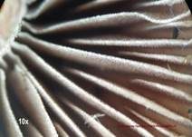 Purpurnbrauner Faserling, Foto 16