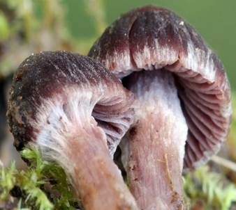 Purpurnbrauner Faserling, Foto 4