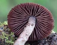 Purpurnbrauner Faserling, Foto 10