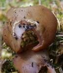 Purpurolivbrauner Becherling, Foto 7