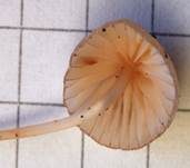 Purpurschneidiger Bluthelmling, Foto 26