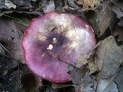 Purpurschwarzer Täubling, Foto 3