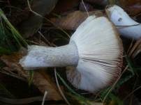 Purpurschwarzer Täubling, Foto 8