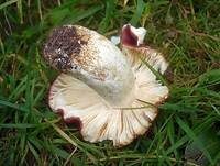 Purpurschwarzer Täubling, Foto 11