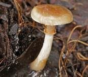 Blätter-Scheinschüppling, Foto 10