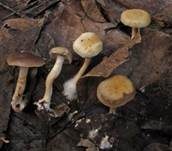 Blätter-Scheinschüppling, Foto 11