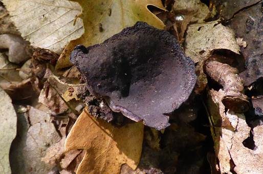 Purpurvioletter Becherling, Foto 2