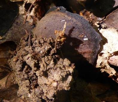 Purpurvioletter Becherling, Foto 3