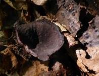 Purpurvioletter Becherling, Foto 4