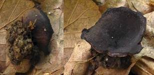 Purpurvioletter Becherling, Foto 5