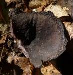 Purpurvioletter Becherling, Foto 6