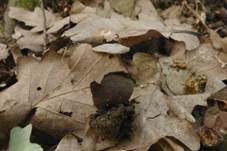 Purpurvioletter Becherling, Foto 7