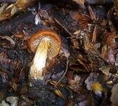 Quittenwasserkopf, Foto 7