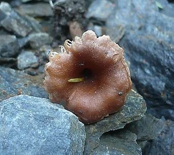 Ranziger Scheinnabeling, Foto 2