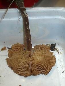 Ranziger Scheinnabeling, Foto 4