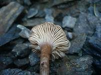 Ranziger Scheinnabeling, Foto 9