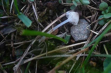 Rasenscheinhelmling, Foto 4