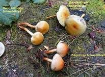 Rauchblättriger Schwefelkopf, Foto 18