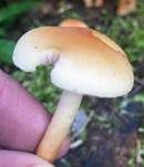 Rauchblättriger Schwefelkopf, Foto 20