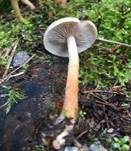 Rauchblättriger Schwefelkopf, Foto 21