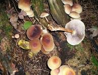 Rauchblättriger Schwefelkopf, Foto 22