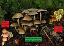 Rauchblättriger Schwefelkopf, Foto 28