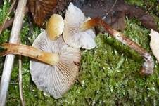Rauchblättriger Schwefelkopf, Foto 29