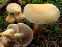 Rauchblättriger Schwefelkopf, Foto 44