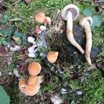 Rauchblättriger Schwefelkopf, Foto 45