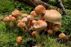 Rauchblättriger Schwefelkopf, Foto 7