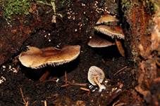 Rauchblättriger Schwefelkopf, Foto 58