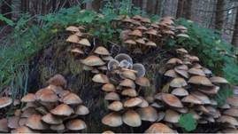 Rauchblättriger Schwefelkopf, Foto 59