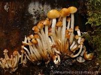 Rauchblättriger Schwefelkopf, Foto 9