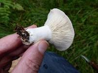 Rauchbrauner Schwärztäubling, Foto 12