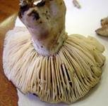 Rauchbrauner Schwärztäubling, Foto 13