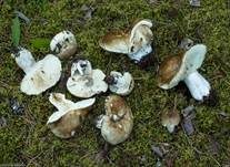 Rauchbrauner Schwärztäubling, Foto 14