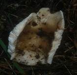 Rauchbrauner Schwärztäubling, Foto 20