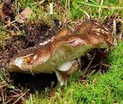 Rauchbrauner Schwärztäubling, Foto 6
