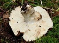 Rauchbrauner Schwärztäubling, Foto 8