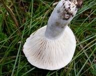 Rauchbrauner Schwärztäubling, Foto 11