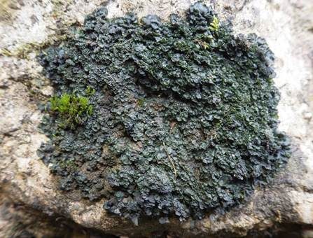 Blatt-Gallertflechte, Foto 2