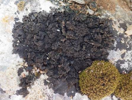 Blatt-Gallertflechte, Foto 3
