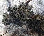 Blatt-Gallertflechte, Foto 12