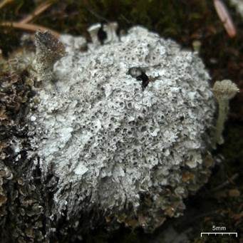 Raue Krugflechte, Foto 2