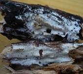 Rauer Zähnchenrindenpilz, Foto 5